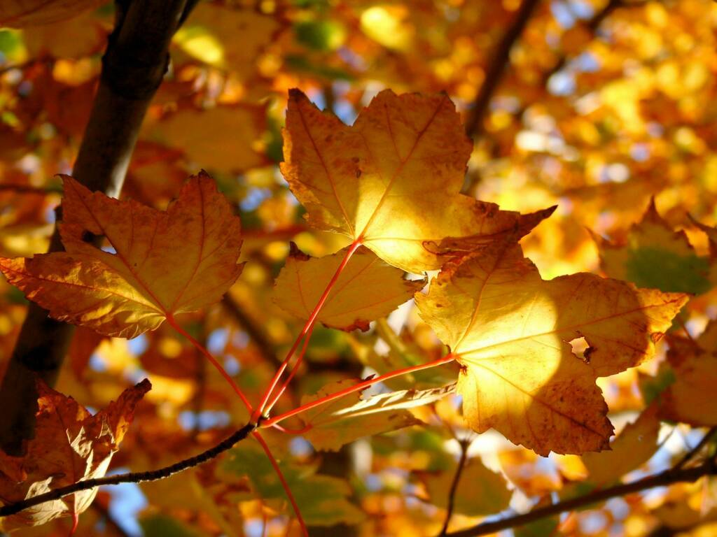 Autumn Leaves in the Sun