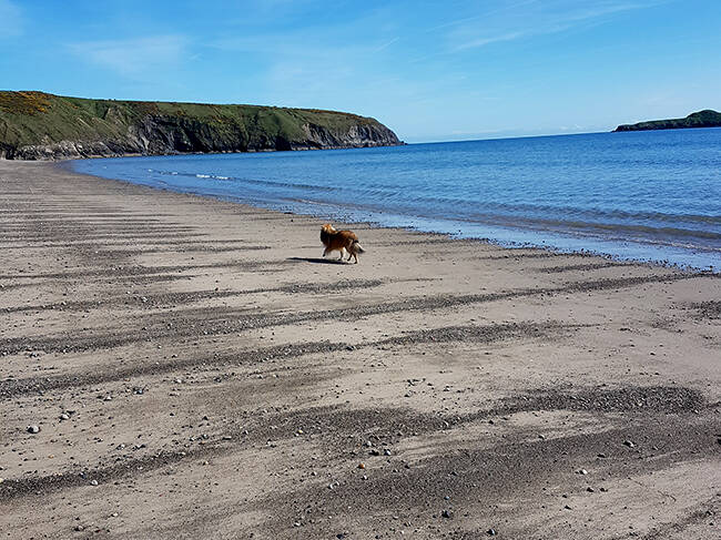 Dog running on Aberdaron Wales beach