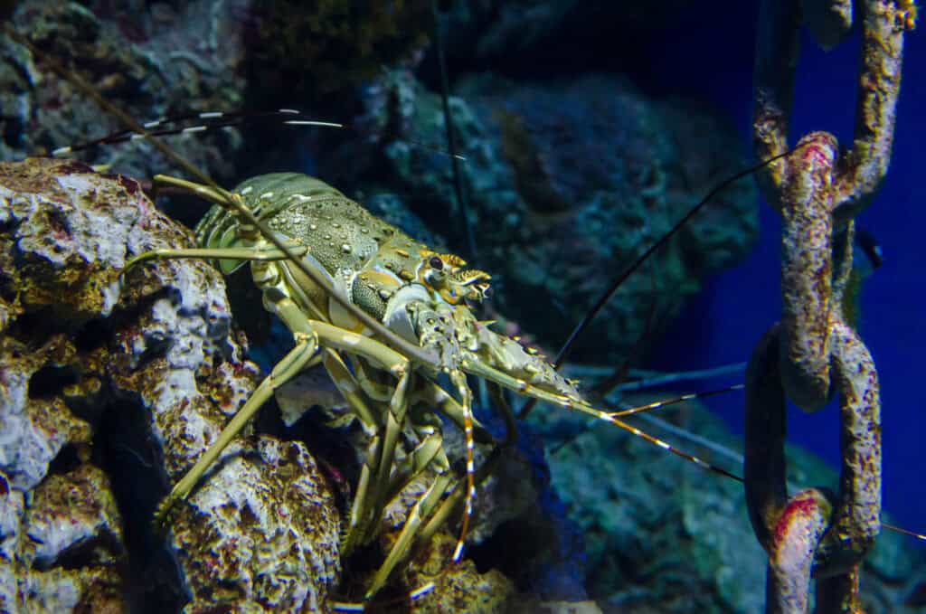 lobster fishing north wales